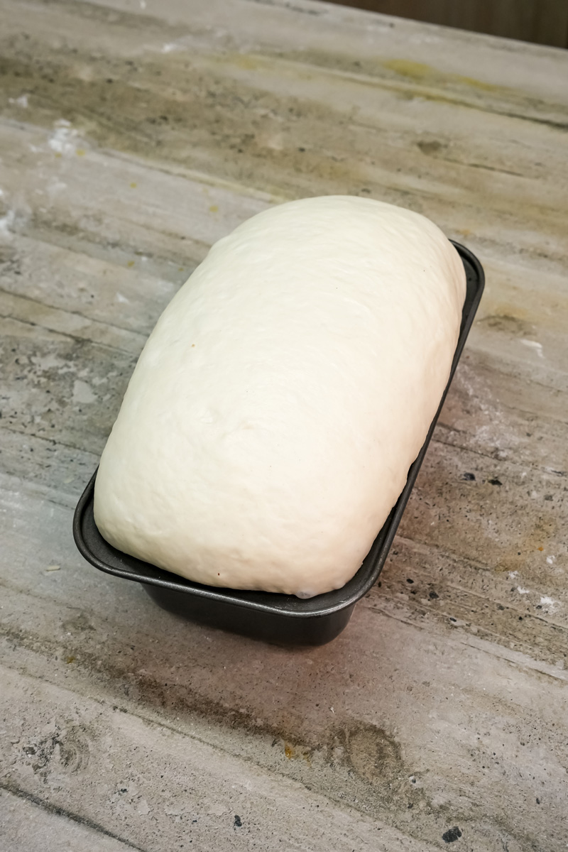 Proofed English Muffin Bread dough risen high above the rim of the loaf pan.